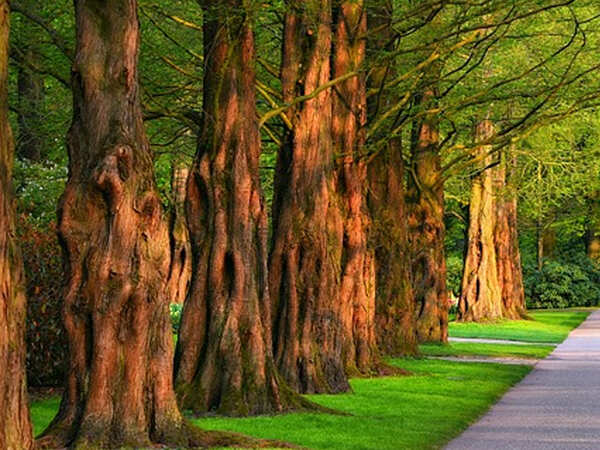 Residents start counting trees along shortlisted lanes