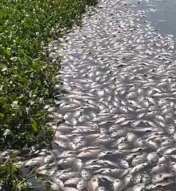 Death of fish in Pashan Lake: Sample taken & sent for test