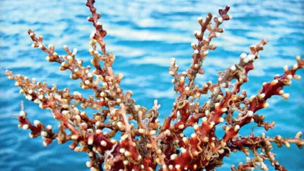Aliens in our seas
