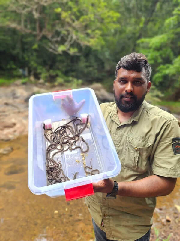26 cobra hatchlings rescued after mother snake found dead in Bantwal