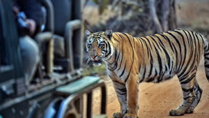 Why MP&rsquo;s rising tiger toll is more than a &lsquo;core&rsquo; issue