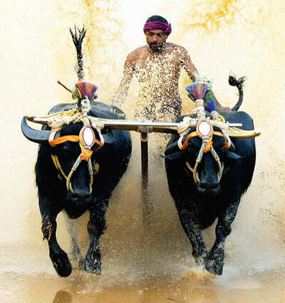 Kambala: To race or not to race