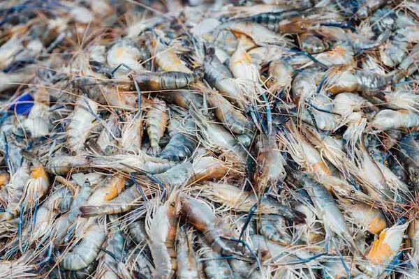 Researchers develop low-cost IoT system to improve shrimp farming
