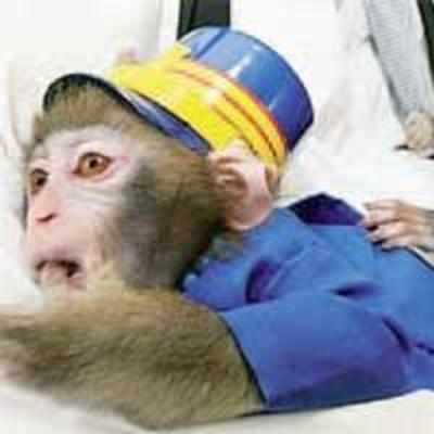 Monkeys appointed station masters in Japan