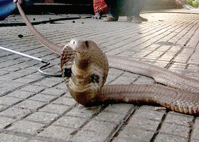 Snake-catcher dies in Karnataka's Nanjangud