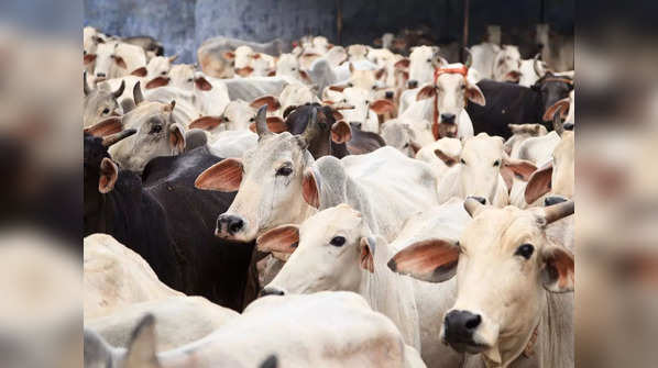 India is home to various cow species