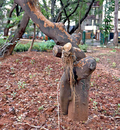 Transplanted trees wilt away