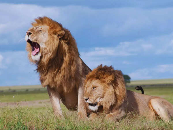 World’s top 7 destinations to spot lions, the ‘Kings of the Jungle’