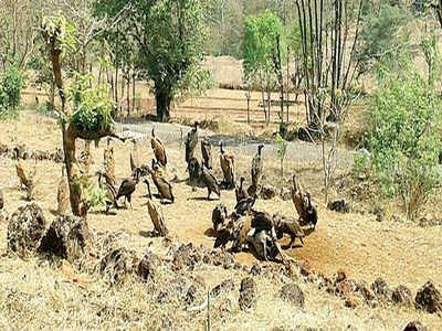 Vulture population drops 23% after 2020 cyclone