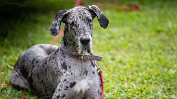 Great Dane