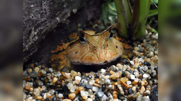 10 types of frogs found around the world