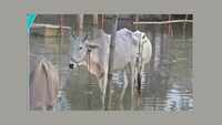 Cow shelter housing over 500 cows flooded in Bihar’s Madhubani 