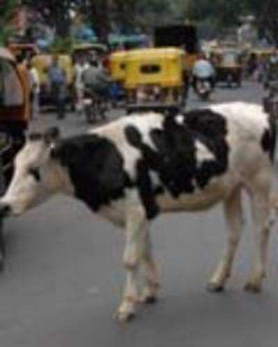 BBMP now plans to milk cows