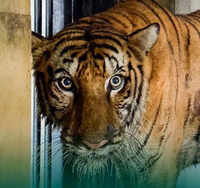 Raipur&rsquo;s Royal Bengal Tigress dies during treatment in Guj