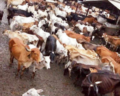 Life term for killing cows in Guj