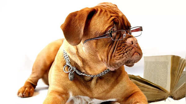 Dog breeds that have short life spans