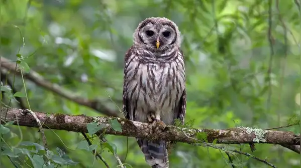 Owls