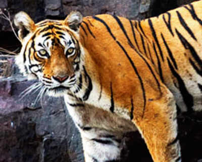Machli, grand old tigress of Ranthambore dies