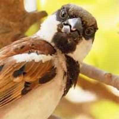 Sparrows fall in endangered list