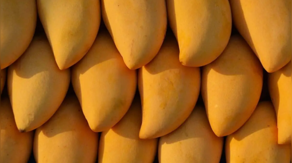 Noorjahan Mango