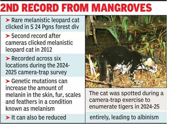 13 yrs on, melanistic leopard cat clicked in Sundarbans