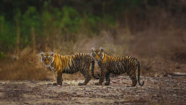 5 important things to do when visiting Ranthambore National Park
