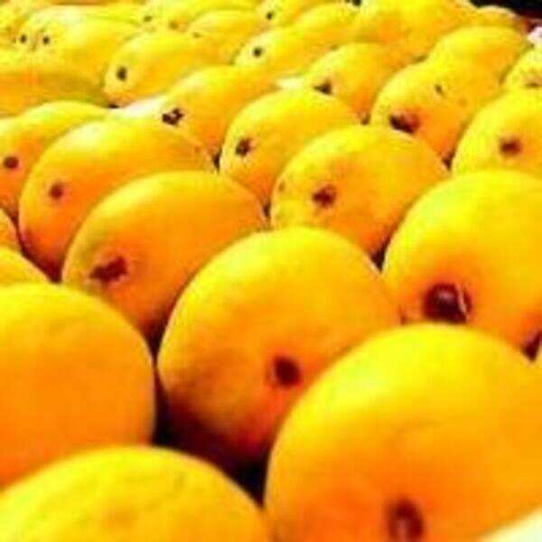 King of fruits has Indoreans hooked