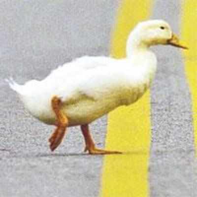 Woman takes her moping ducks on Scottish holiday