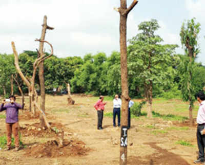 Unlike Aarey, trees in Juhu are thriving
