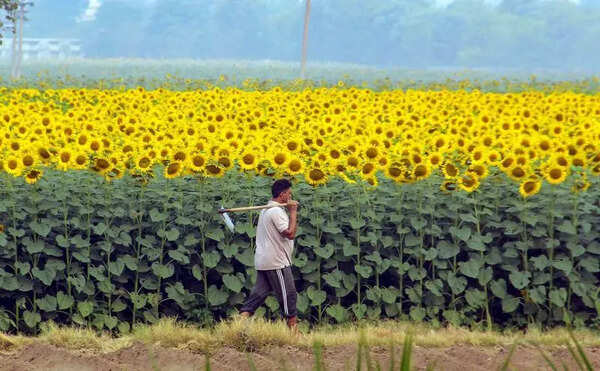 Haryana advances sunflower procurement by a week; purchase starts May 25