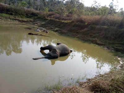 Elephant found dead in Kalathamad of Kodagu district