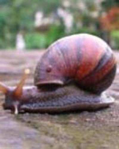 Snail slime beats wrinkles