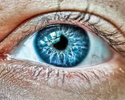Blue hake fish eyes used to repair humans’ vision