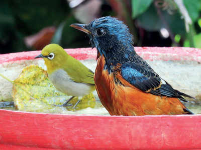 Fair-Feather Friends