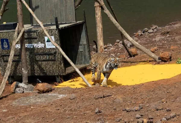 Third tigress relocated to Sahyadri reserve