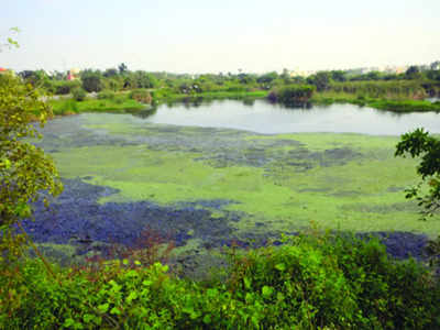 KSPCB issues ultimatum to BBMP over Kothanur Lake pollution