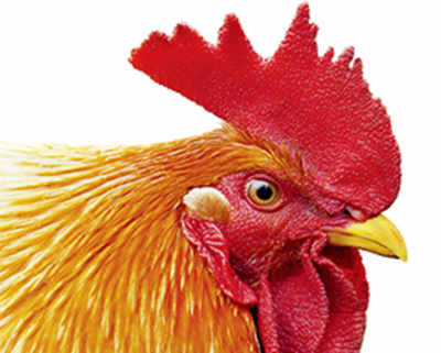 Chickens could help reverse deafness