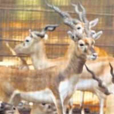 After Rajkumar, it's time for black bucks to move out