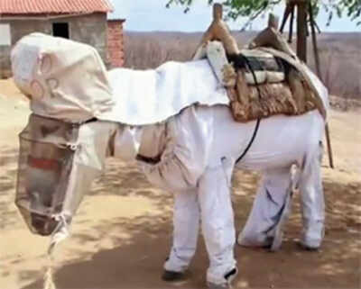 World’s first bee-keeping donkey gets his own custom suit in Brazil