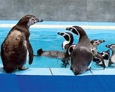 Penguin dies after 3-month stay