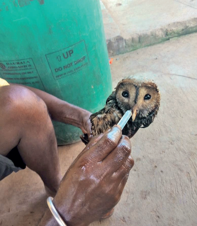 Mangaluru: Tar-struck barn owl rescued