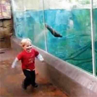 Toddler vs otter: Boy races marine friend at US zoo