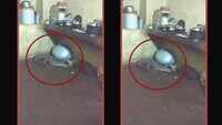 Watch: Crocodile enters into house in Vadodara, rescued 