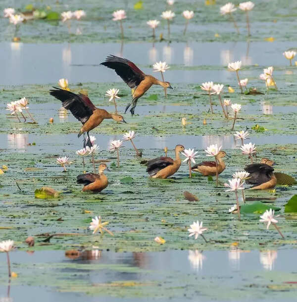 Lesser cattle egret numbers reduce Tamiraparani waterbird count
