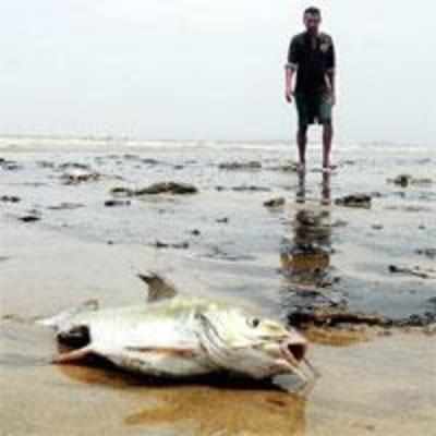 Spill spreads, damages two beaches at Alibaug