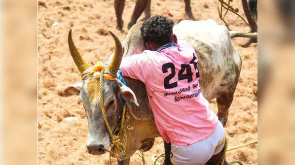 Jallikattu