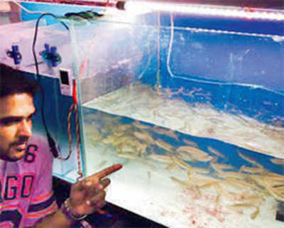 Fish worth Rs 1.5 lakh stolen from Kurla shop