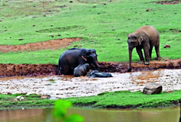 WII embarks on elephant survey