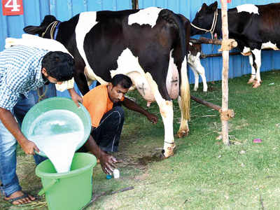 Hit by the pandemic, dairy sector threatens to protest