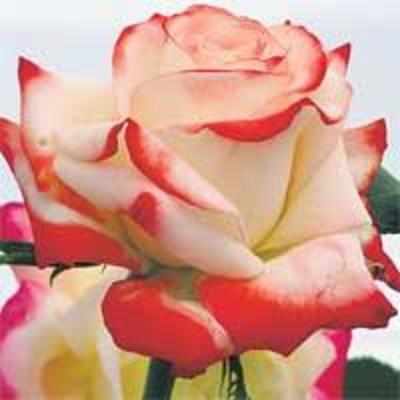 Mumbai to host All India Rose Convention after 30 years